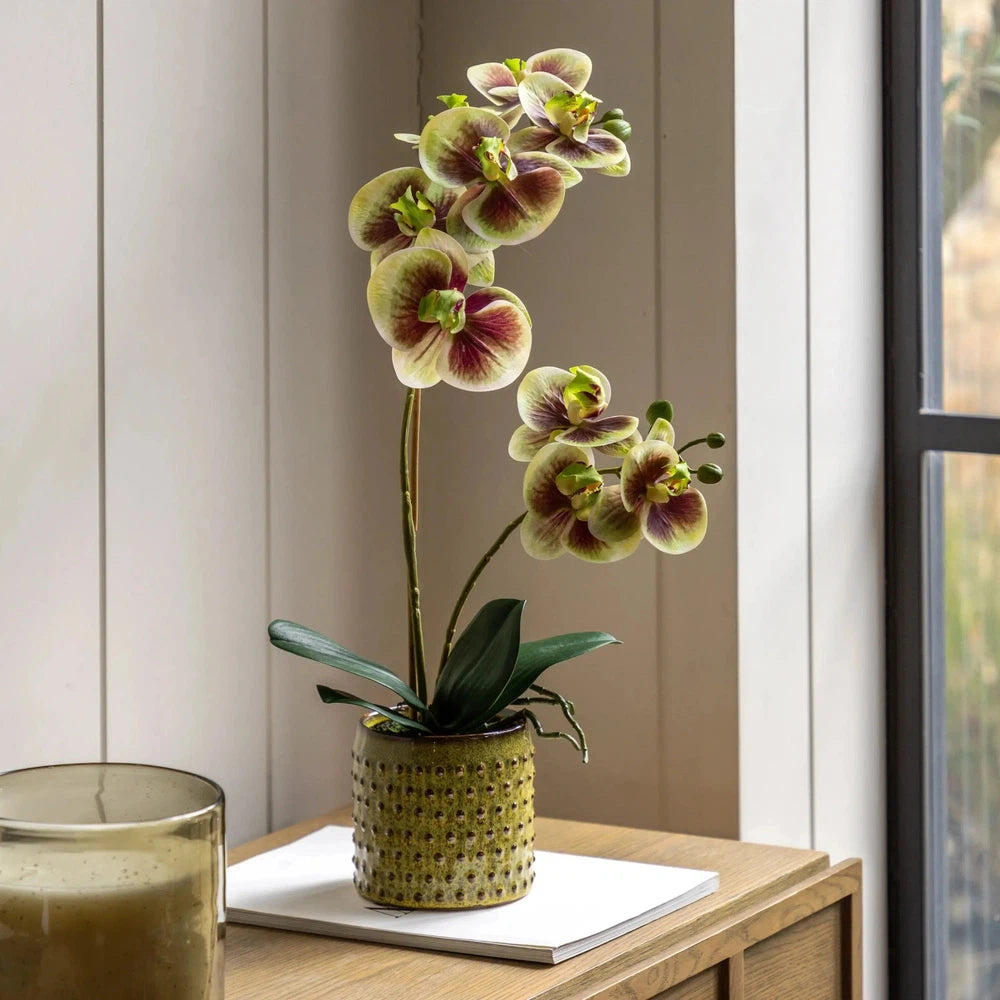 Orchid Multicolour in Moss Ceramic Dot Pot