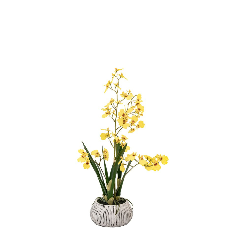 Orchid Yellow in Low Ceramic Pot