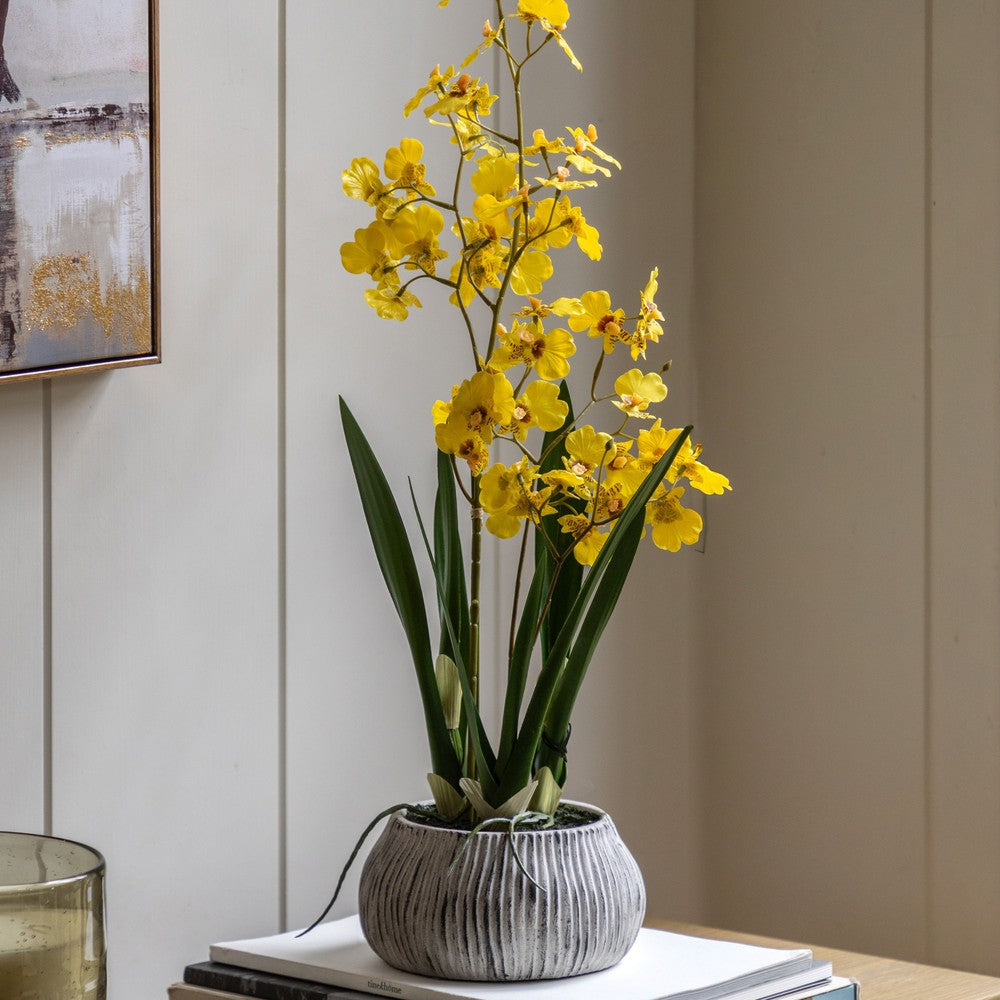 Orchid Yellow in Low Ceramic Pot