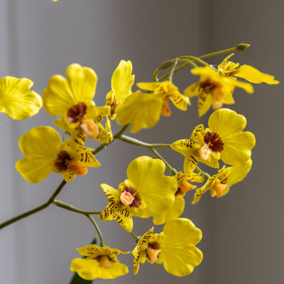 Orchid Yellow in Low Ceramic Pot