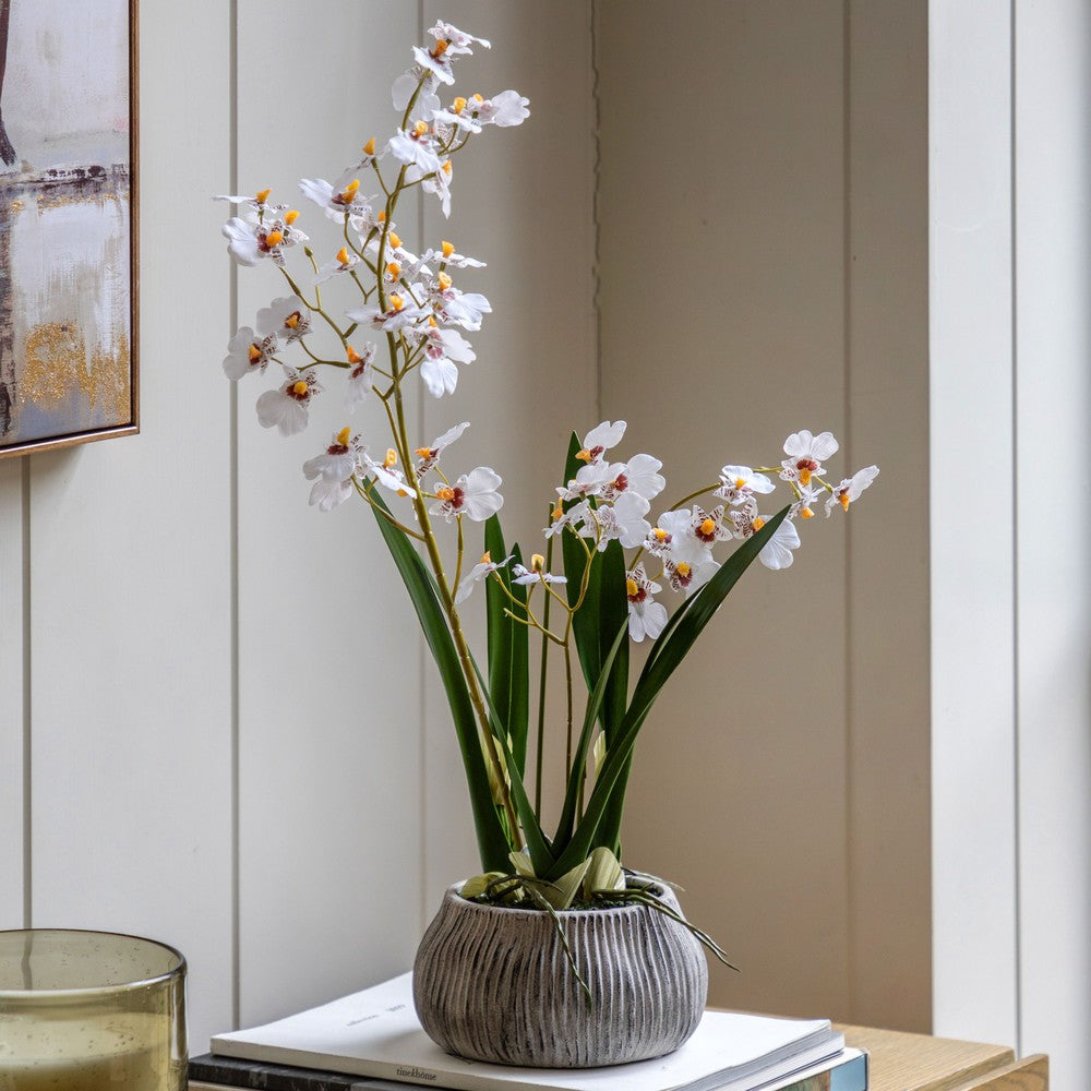 Orchid White in Low Ceramic Pot