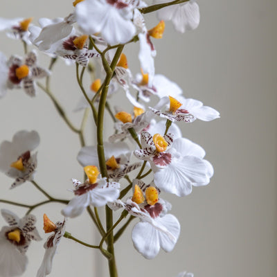 Orchid White in Low Ceramic Pot