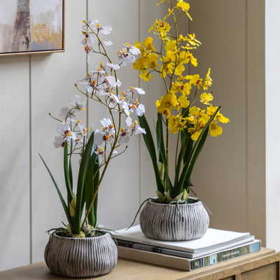 Orchid White in Low Ceramic Pot