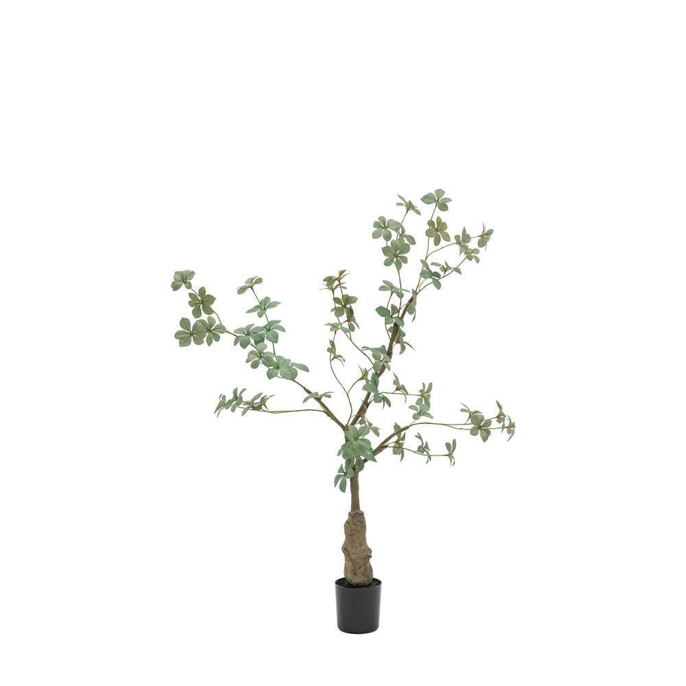 Potted Rhodoleia Tree Small