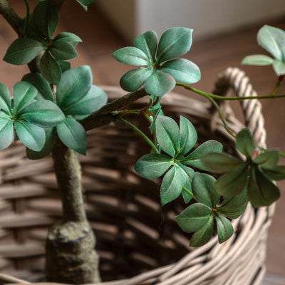 Potted Rhodoleia Tree Small