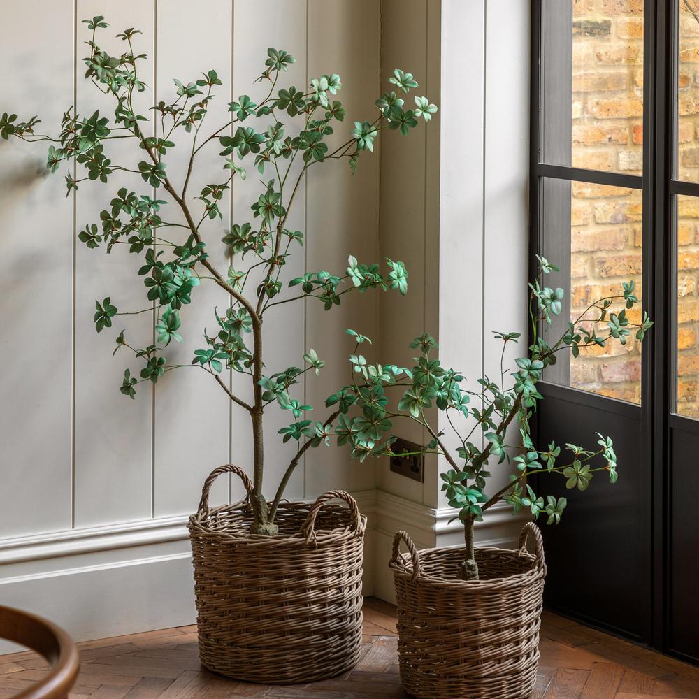 Potted Rhodoleia Tree Small