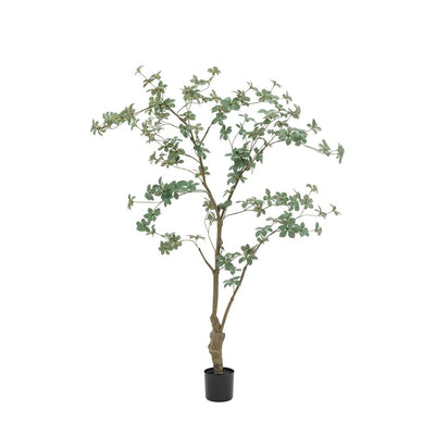 Potted Rhodoleia Tree Large