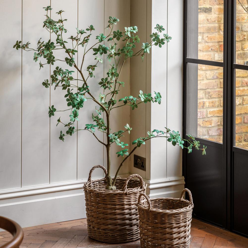 Potted Rhodoleia Tree Large