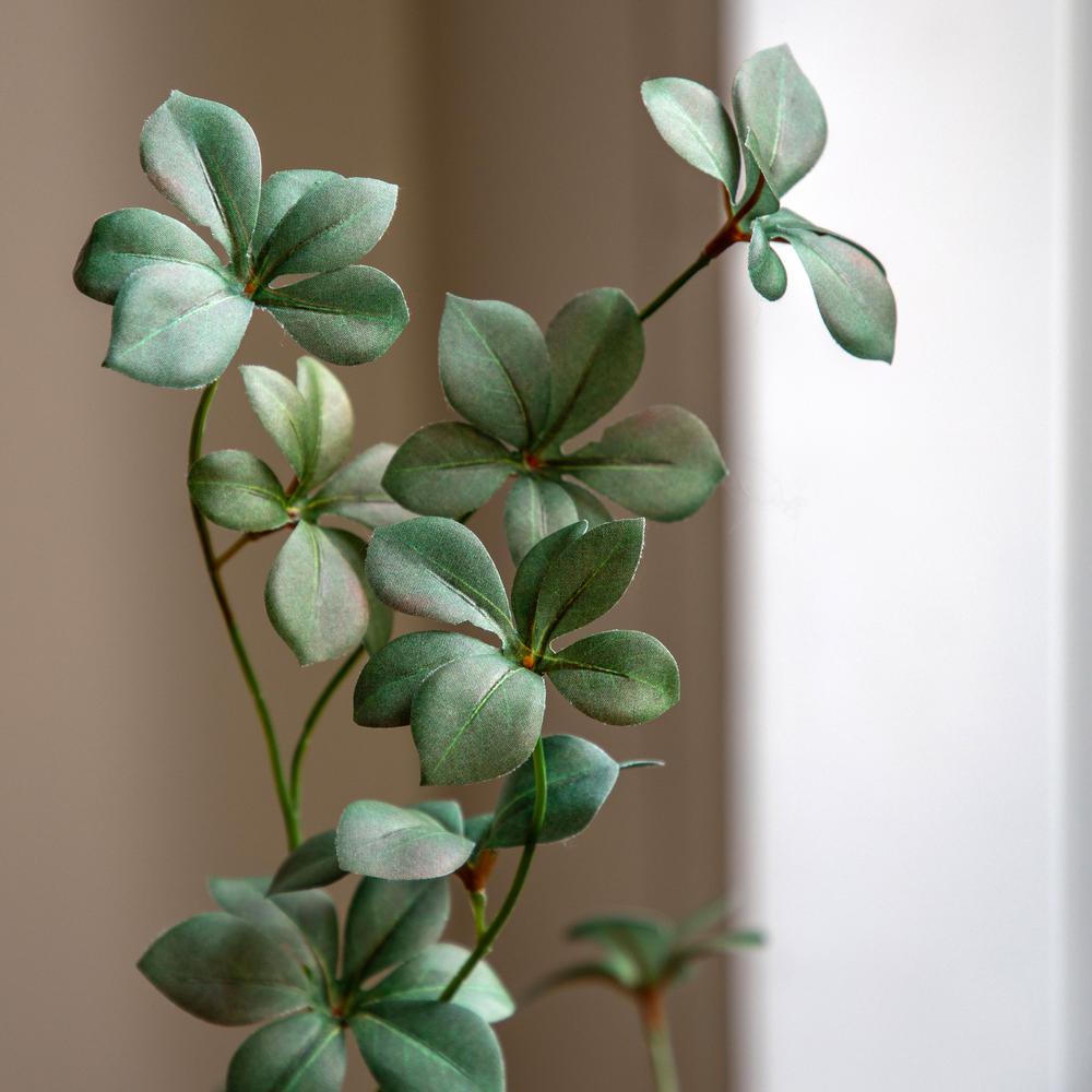 Potted Rhodoleia Tree Large