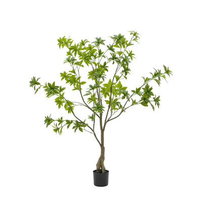 Potted Pierisjaponica Tree