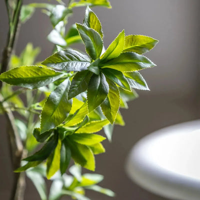 Potted Pierisjaponica Tree