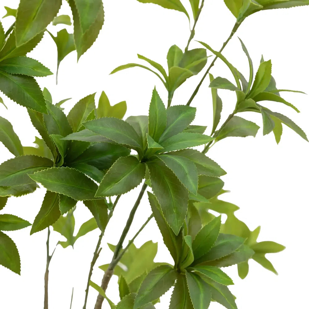 Potted Pierisjaponica Tree