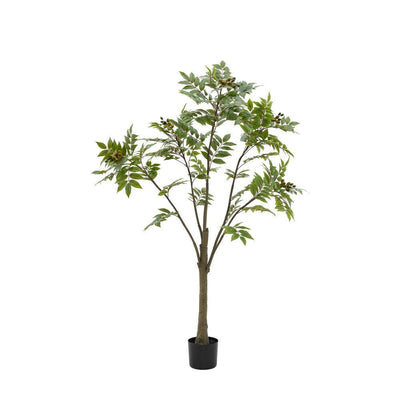 Potted Chinese White Olive Tree Large