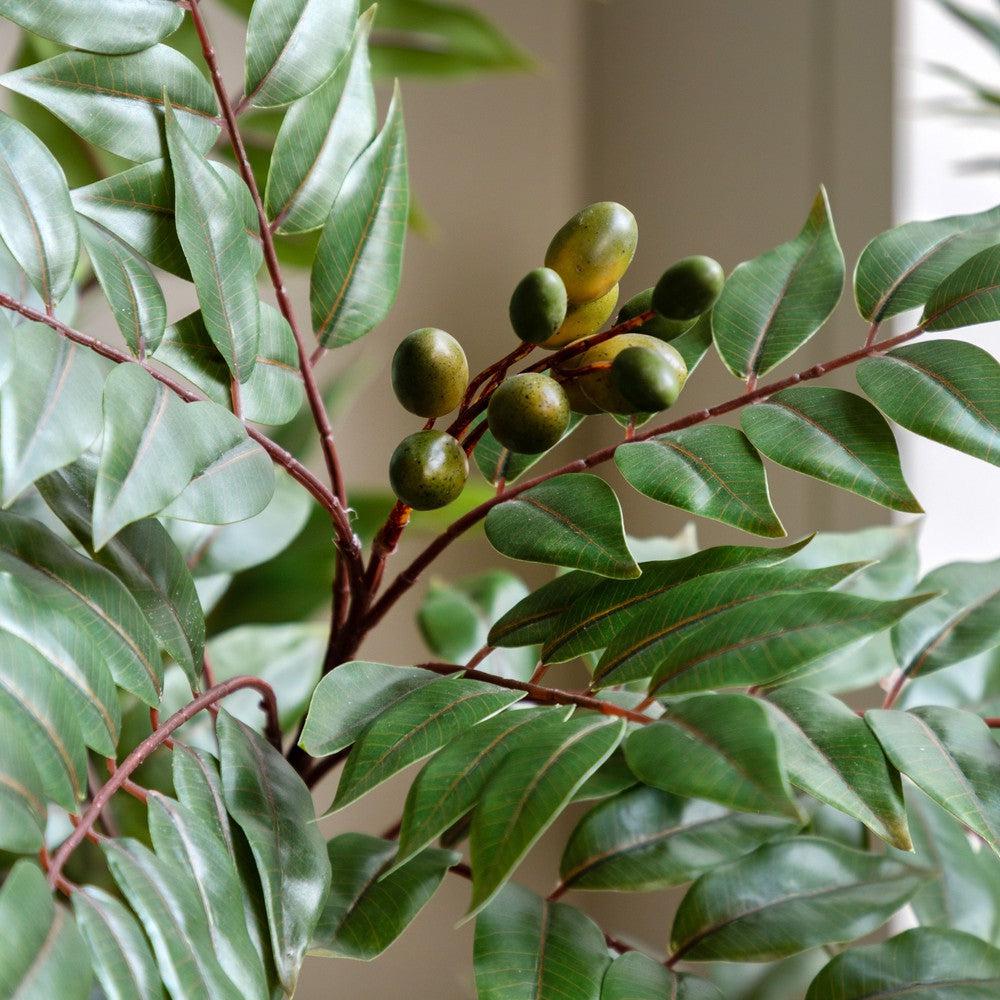 Potted Chinese White Olive Tree Large