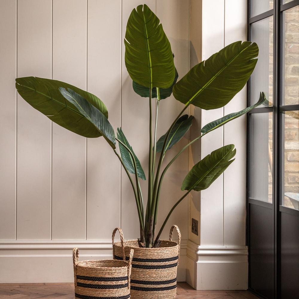 Potted Travellers Palm Tree