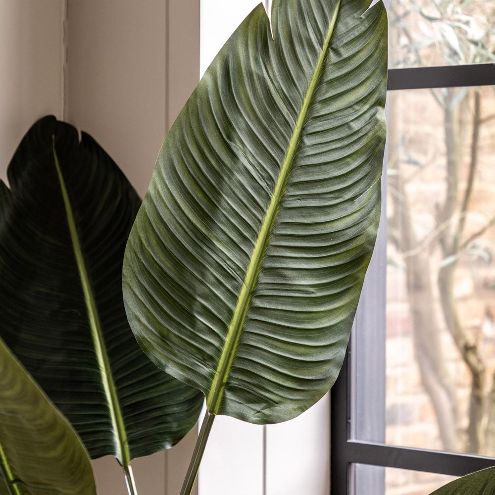 Potted Travellers Palm Tree