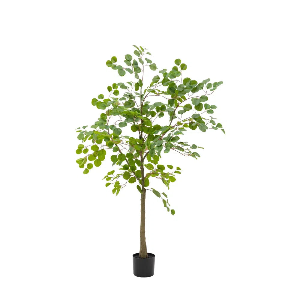 Potted Eucalyptus Tree