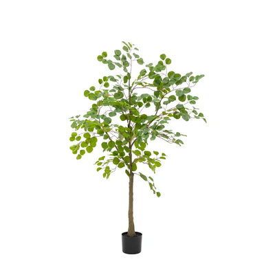 Potted Eucalyptus Tree