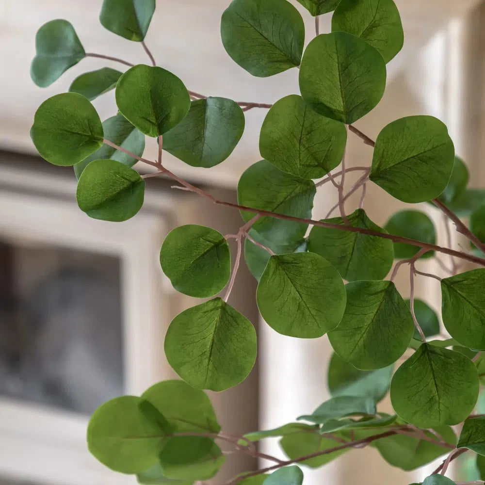 Potted Eucalyptus Tree