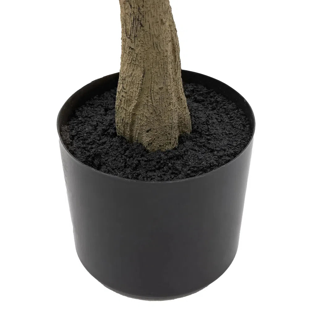 Potted Eucalyptus Tree