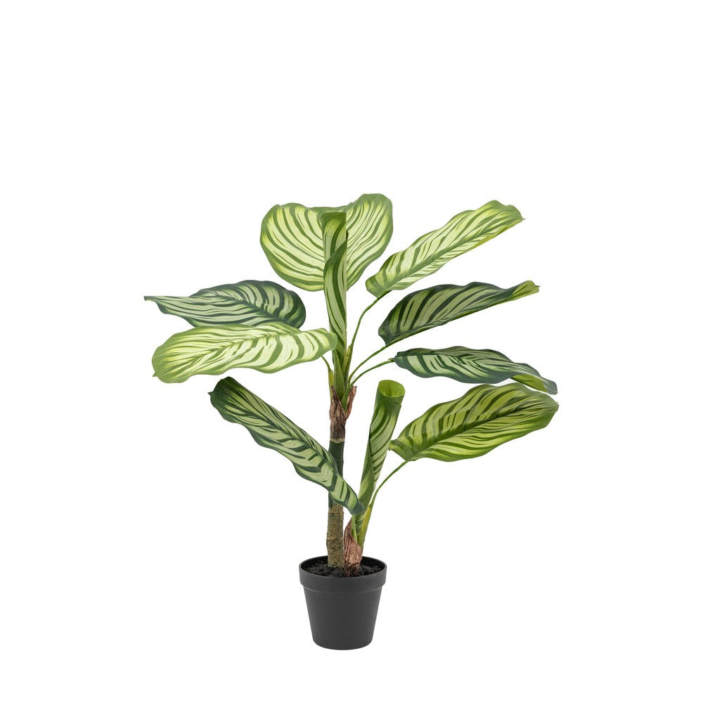 Potted Calathea Leaf Tree Small