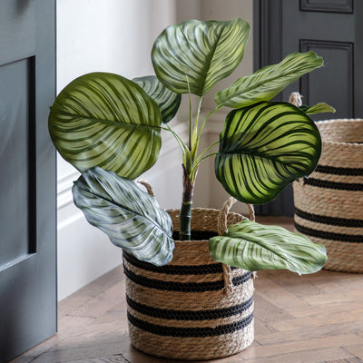 Potted Calathea Leaf Tree Small