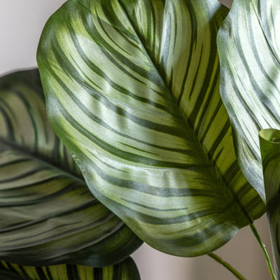 Potted Calathea Leaf Tree Small