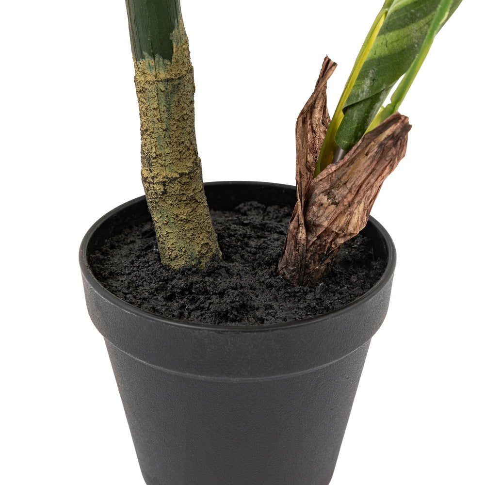 Potted Calathea Leaf Tree Small