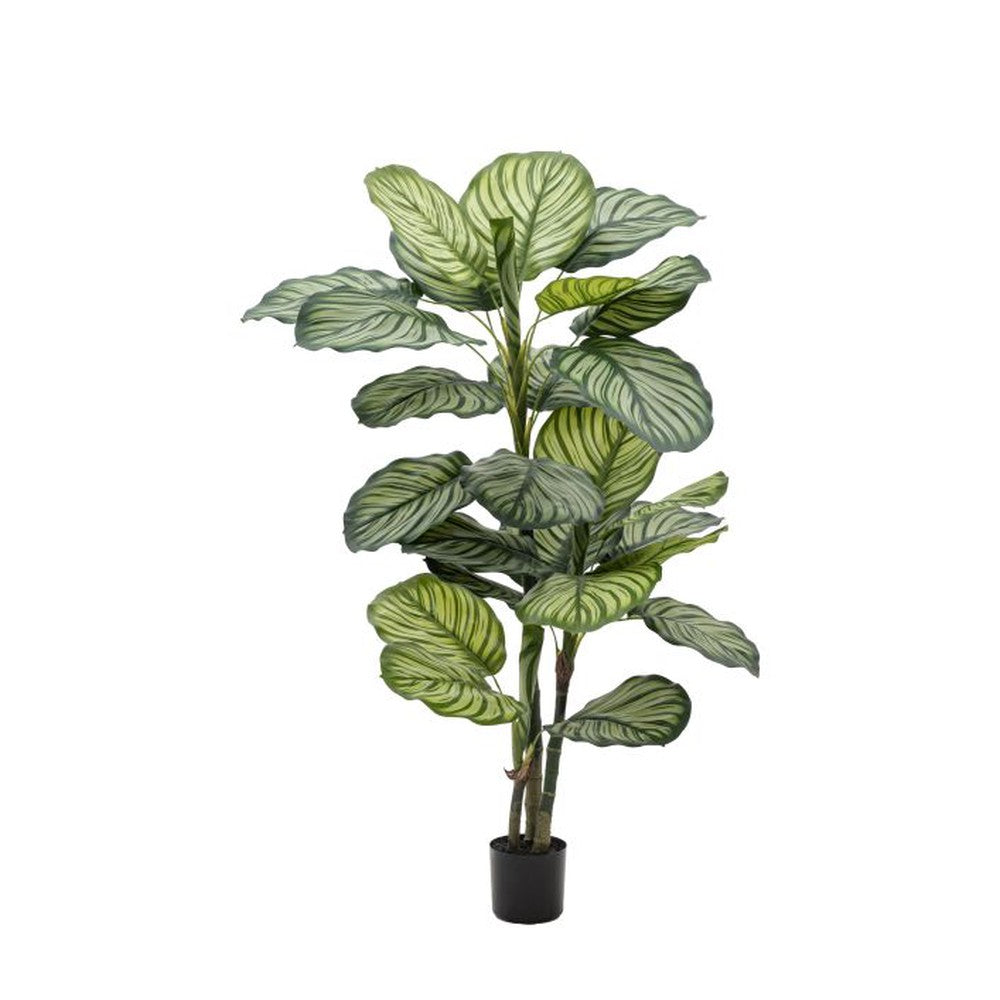 Potted Calathea Leaf Tree Large