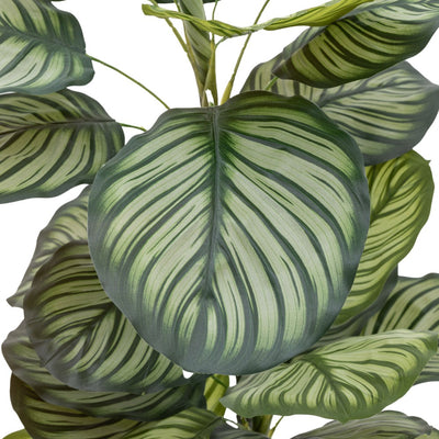 Potted Calathea Leaf Tree Large