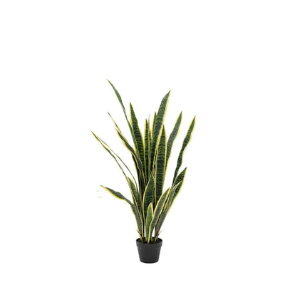 Potted Sansevieria Plant