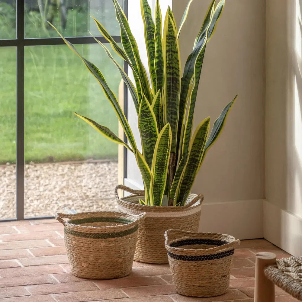 Potted Sansevieria Plant