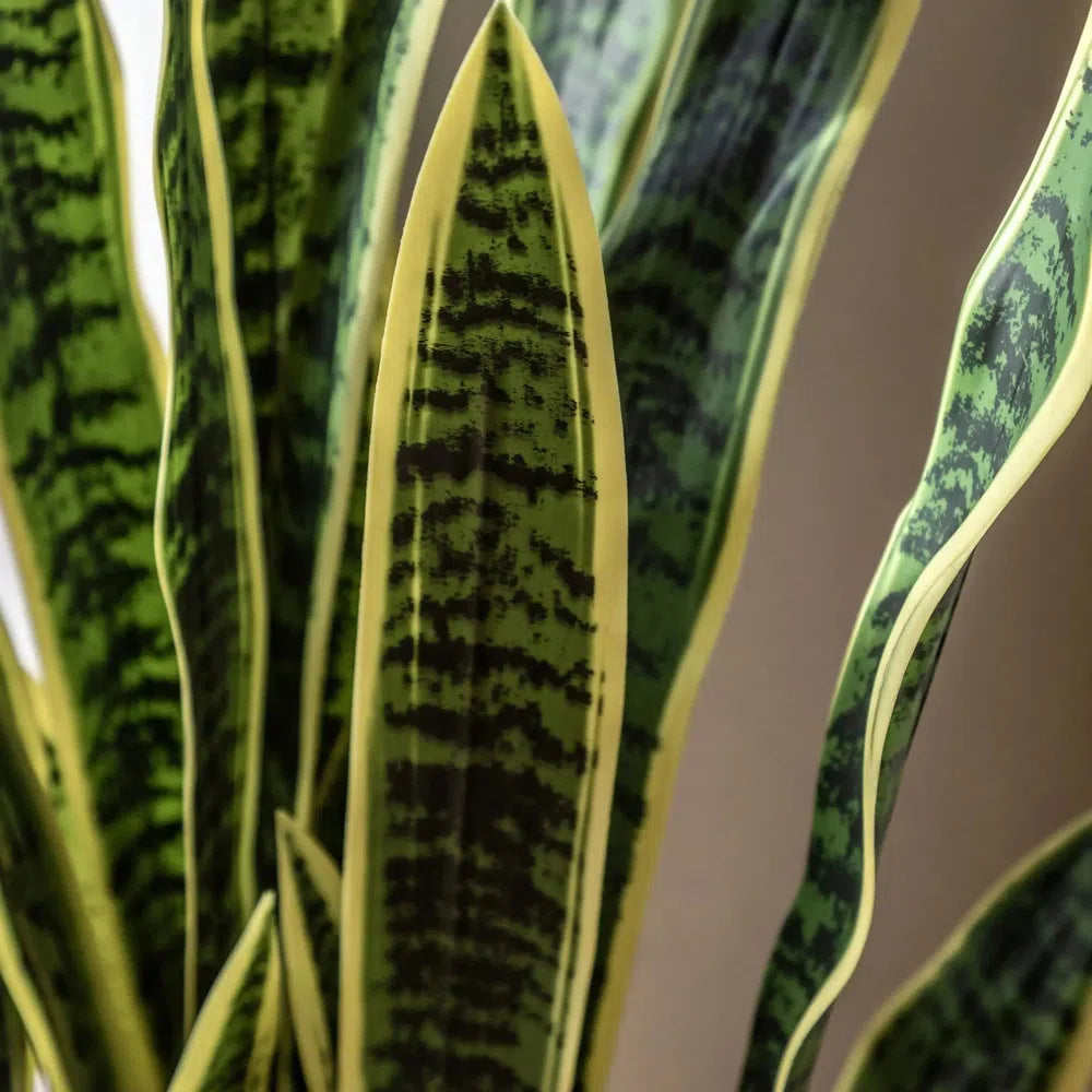 Potted Sansevieria Plant