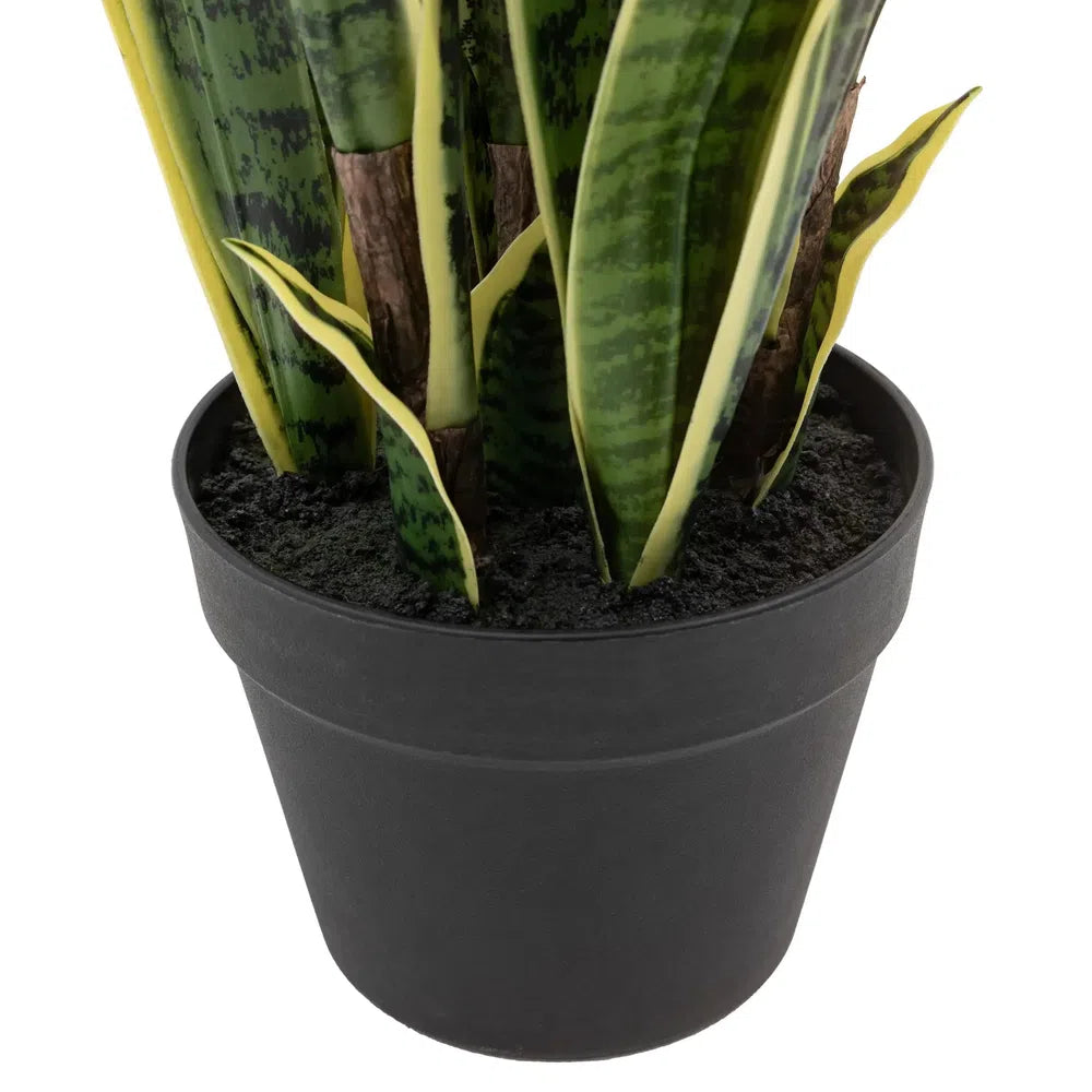 Potted Sansevieria Plant