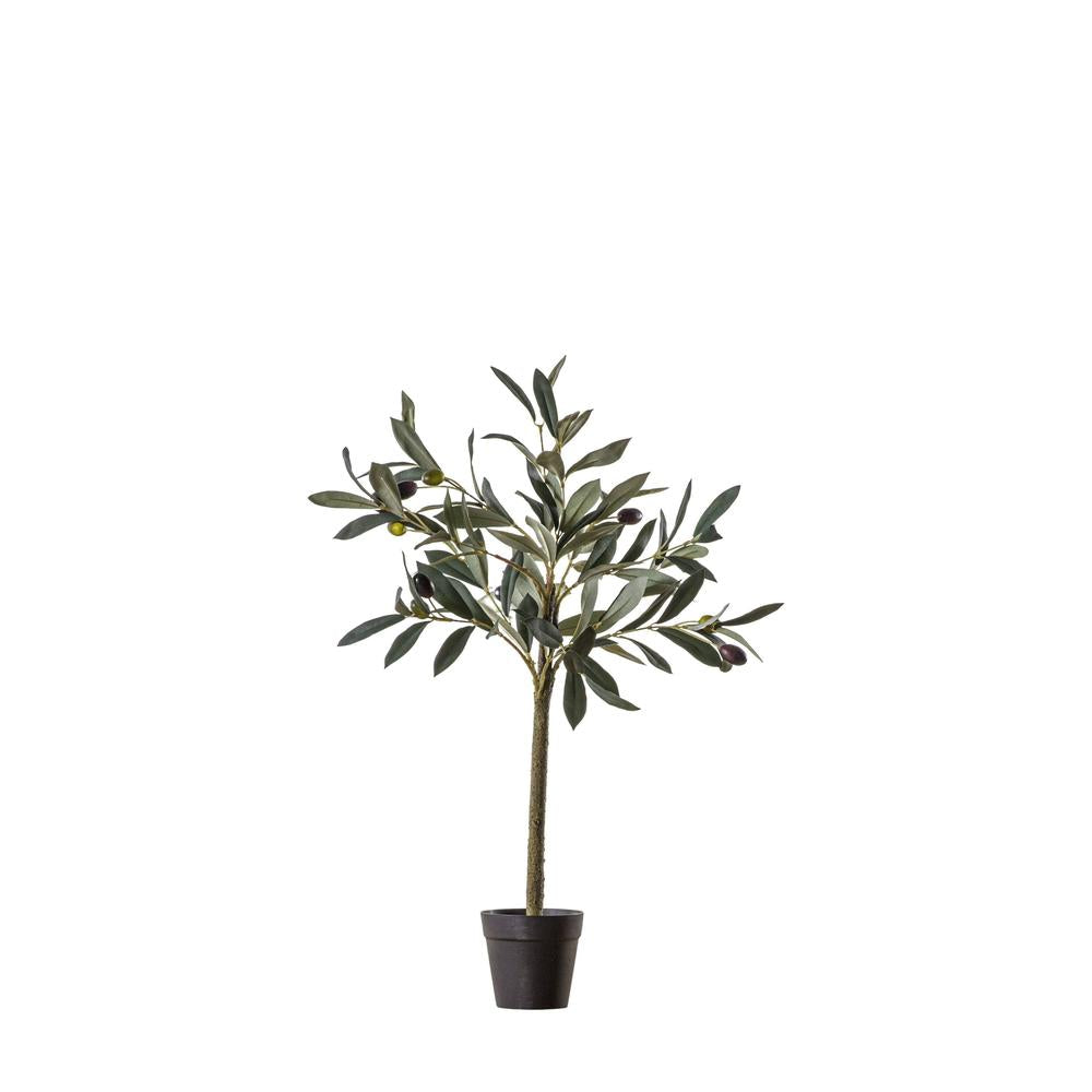 x2 Olive Tree Set