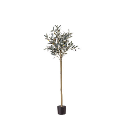 Olive Tree Medium