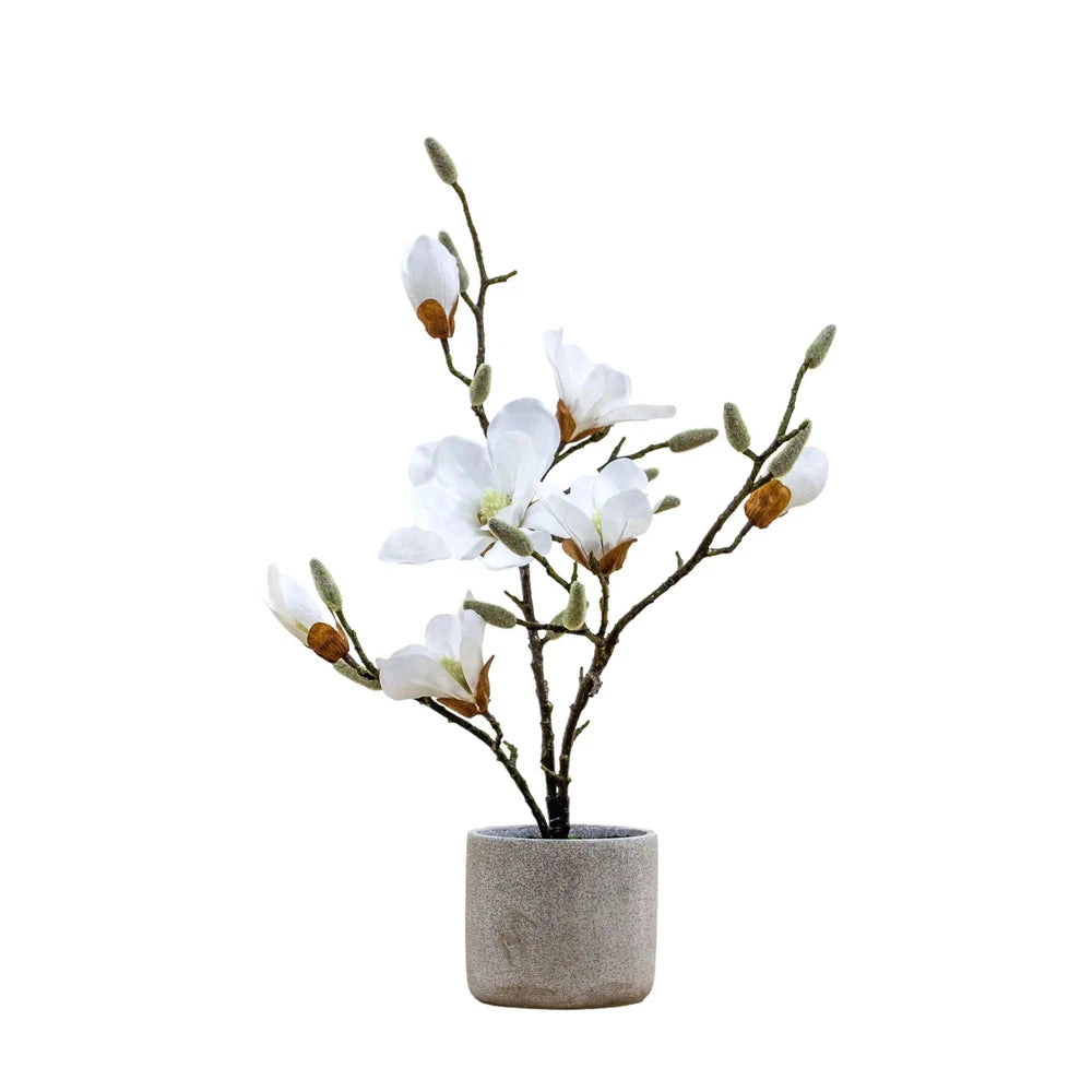 Potted Magnolia White