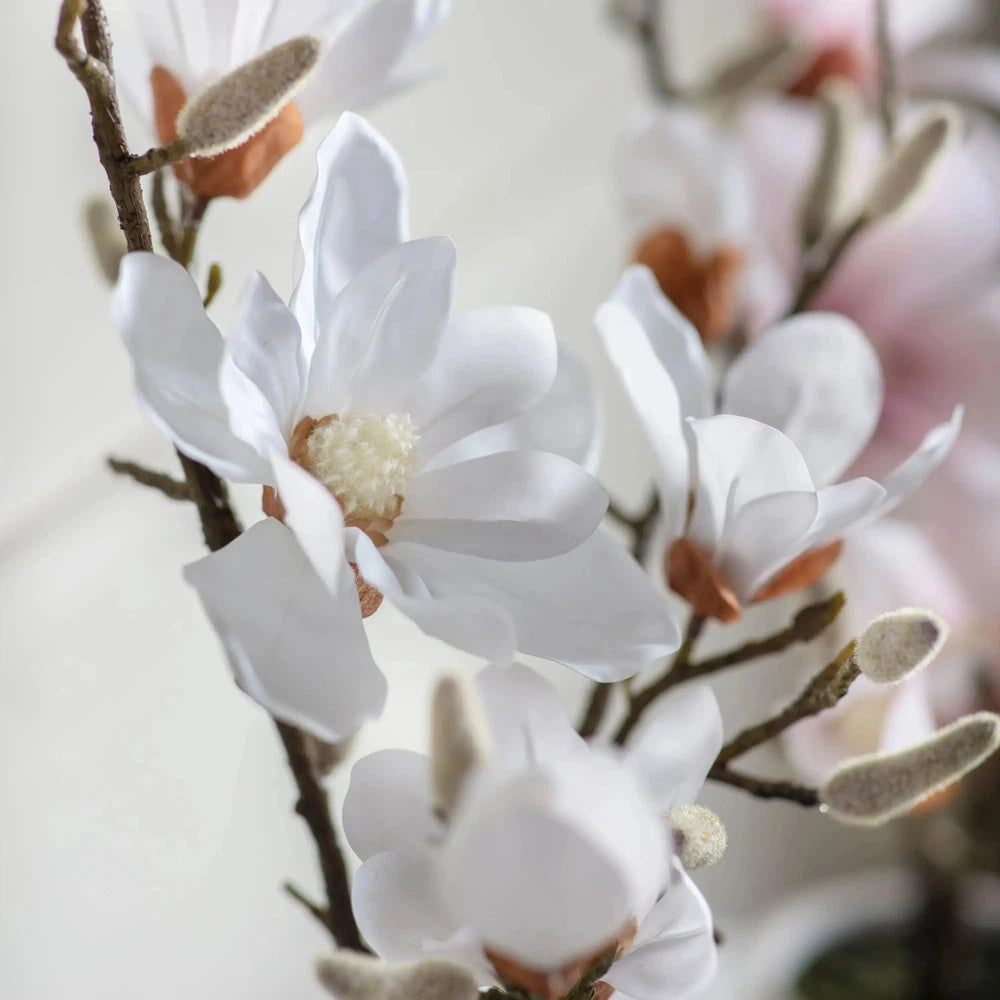 Potted Magnolia White