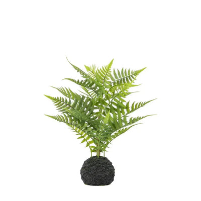 Lady Fern Green