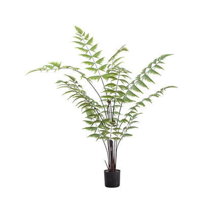 Butterfly Fern Small