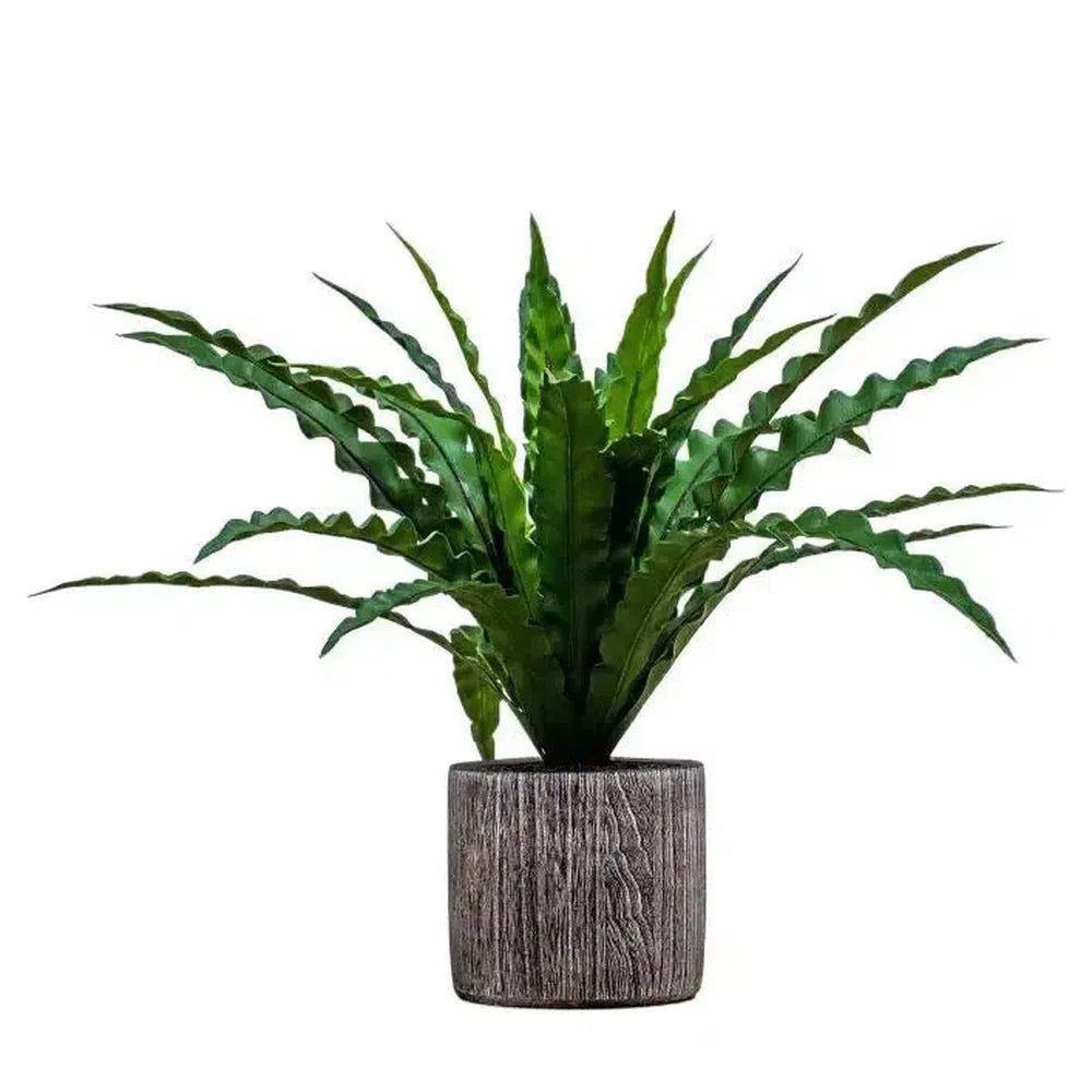 Potted Asplenium Fern