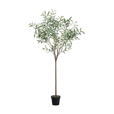 Everlasting Olive Tree Small