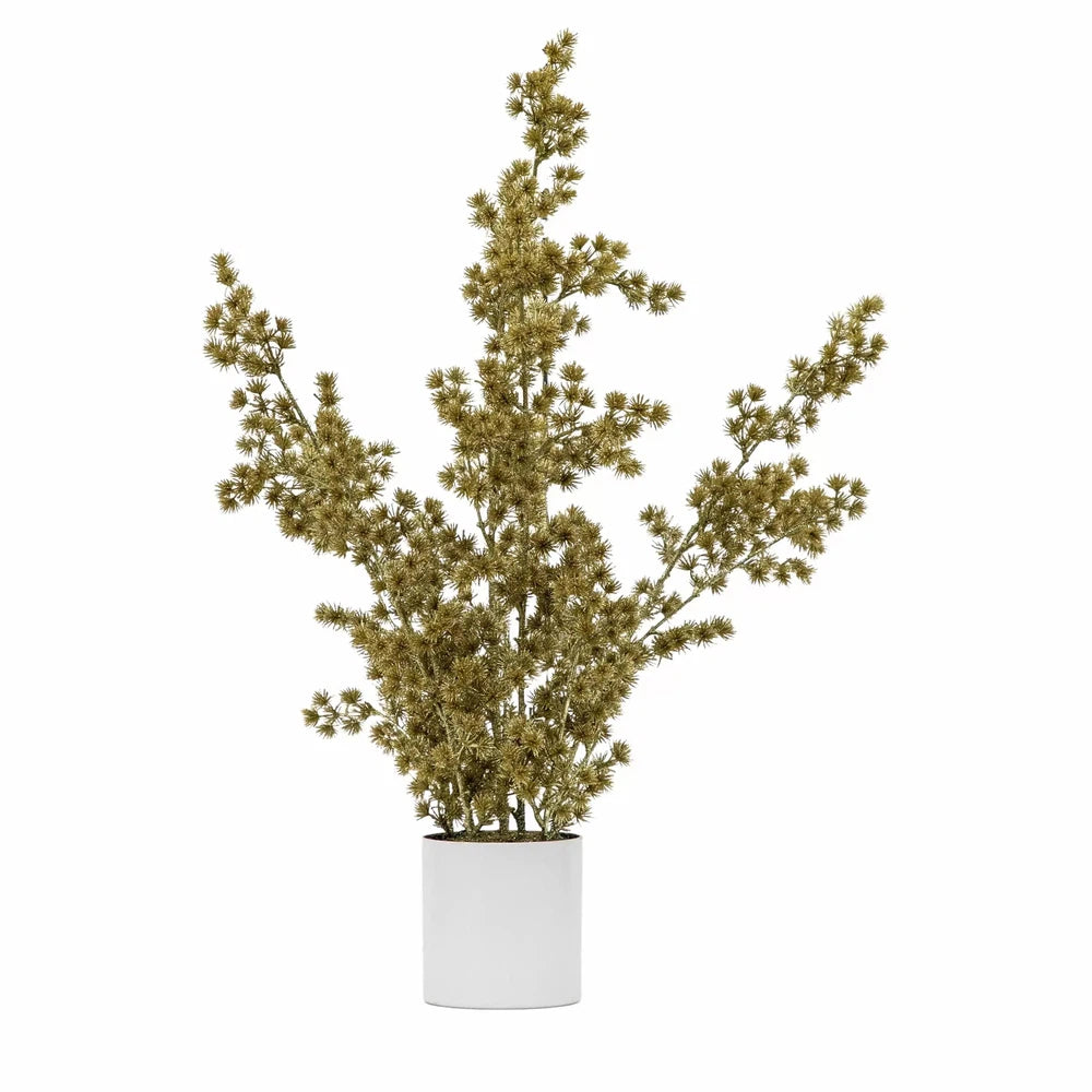 Potted Cedar Pine Gold