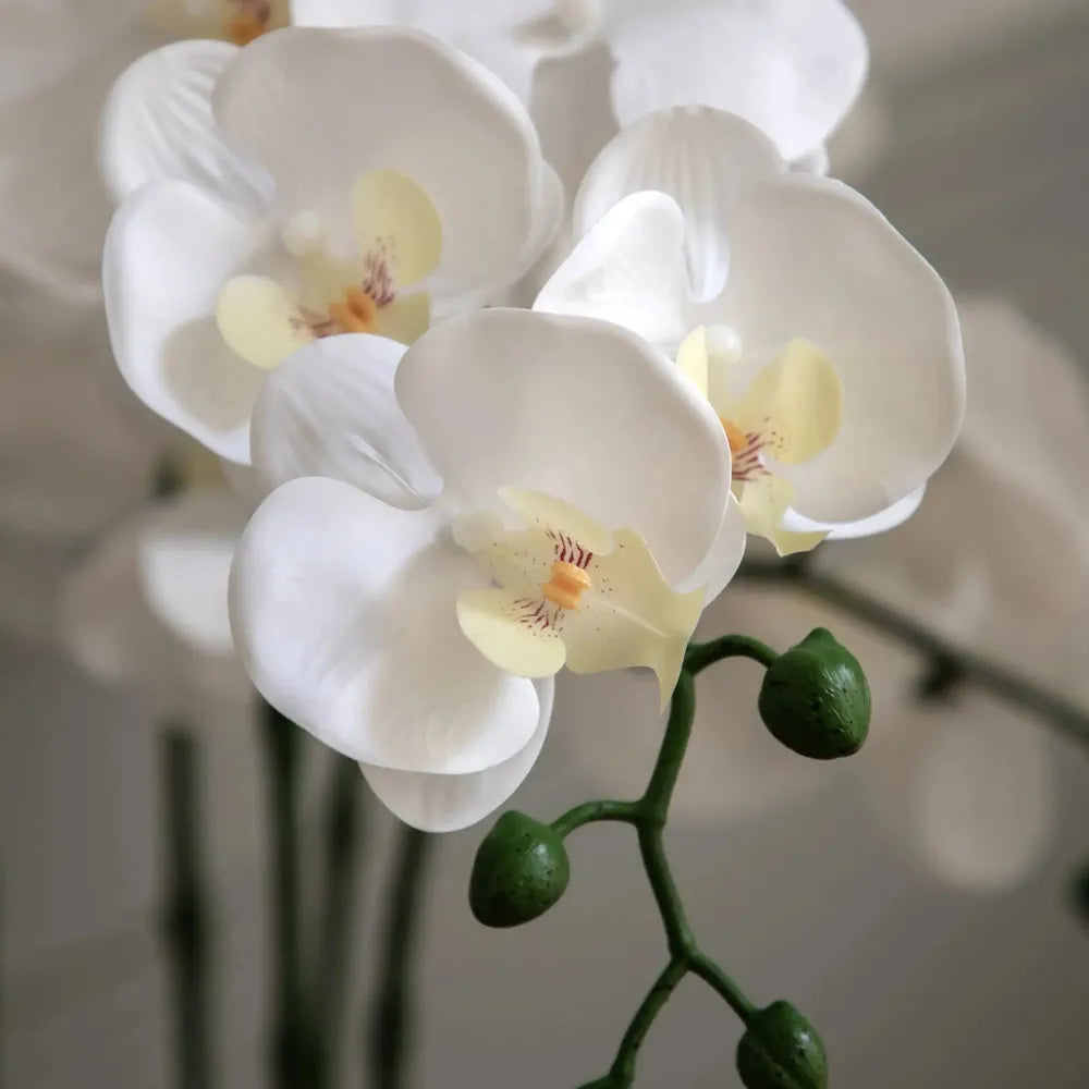 Oversized Orchid in Cement Pot White