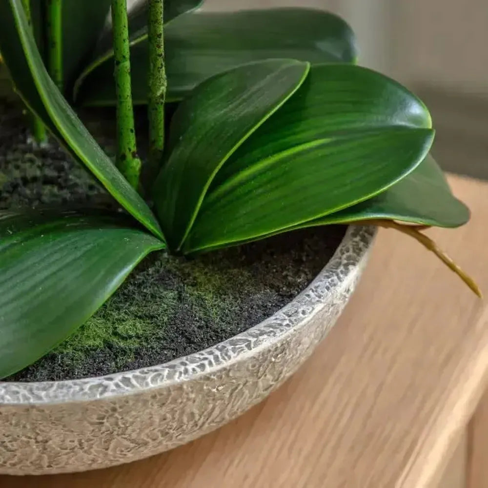 Oversized Orchid in Cement Pot White