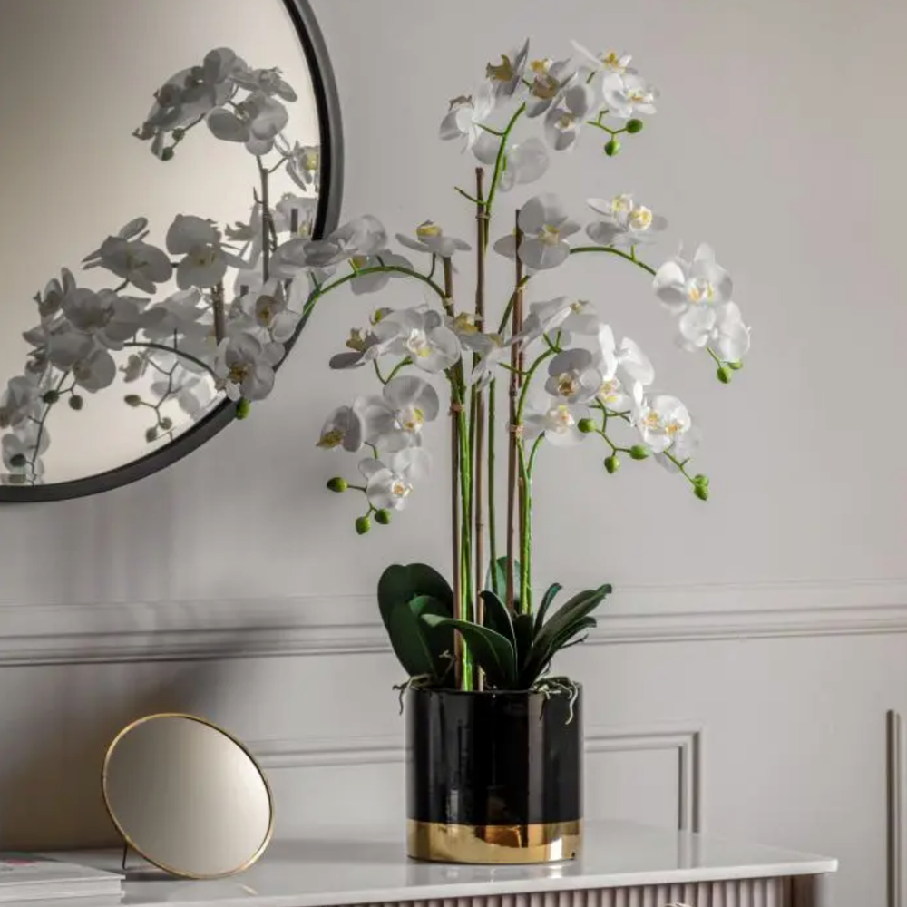 Orchid White with Black Gold Pot