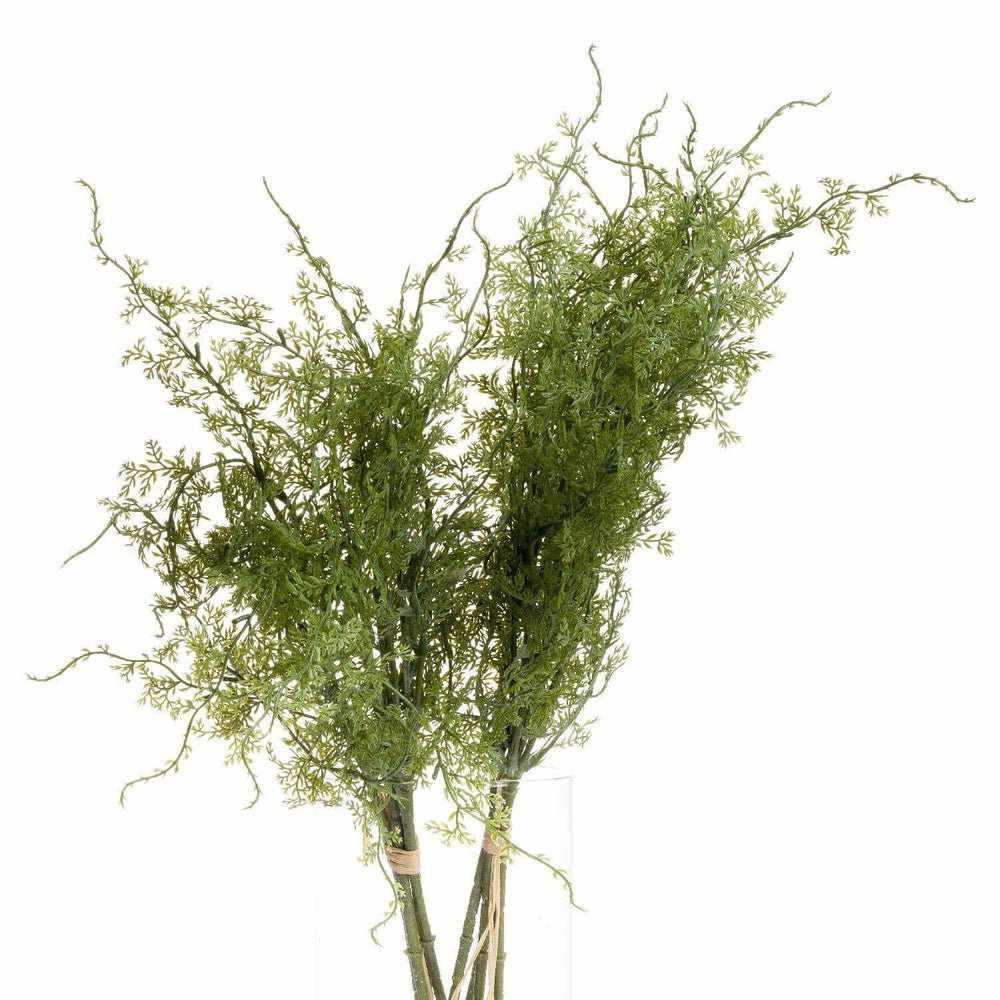 Asparagus Fern (x3 Bunches)