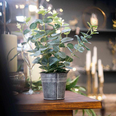 Eucalyptus In Tin Pot - NEST & FLOWERS