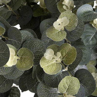 Eucalyptus Spray - NEST & FLOWERS
