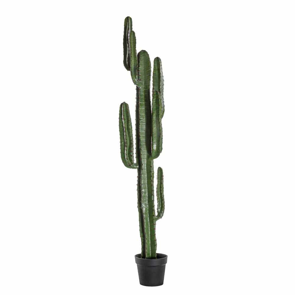 Everlasting Cactus Desert Tall - NEST & FLOWERS
